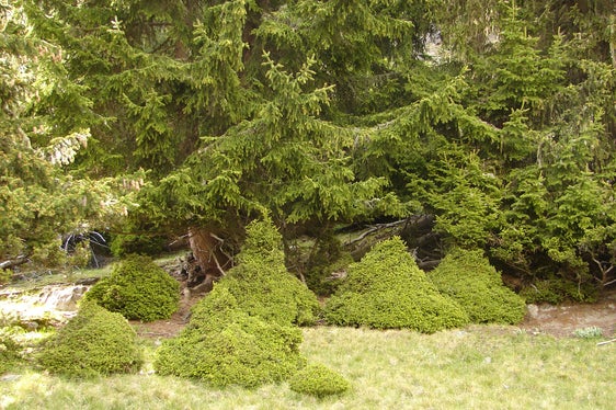 Verbissschäden in Aufforstung