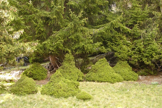 Verbissschäden in Aufforstung