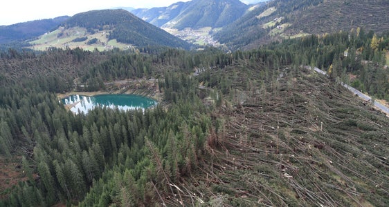Kataster der Waldschäden