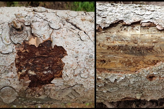 Fori di ingresso sulla corteccia (sx) e gallerie scavate nel tronco (dx)