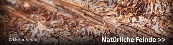 Natürliche Feinde des Borkenkäfers