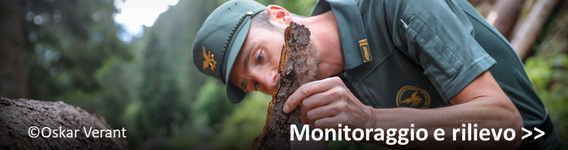 Attività di monitoraggio e rilievo