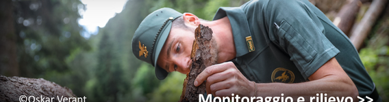 Attività di monitoraggio e rilievo