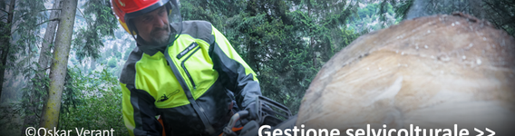 Attività di gestione selvicolturale