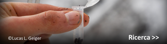 Attivitá di ricerca