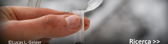 Attivitá di ricerca