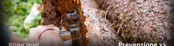 Attività di prevenzione