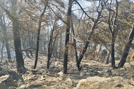 Sonnenberg, 2025 (Foto: LFV/Landesfeuerwehrverband)