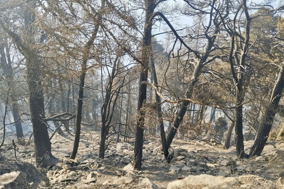 Monte Sole, Laces, 2025 (Foto: USP/Unione Provinciale dei Corpi dei Vigili del Fuoco Volontari)