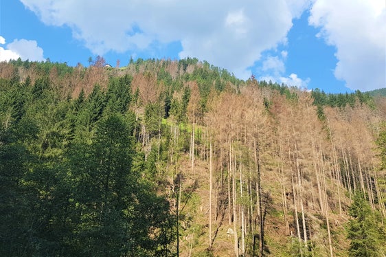 Vom Borkenkäferbefall betroffene Waldgebiete
