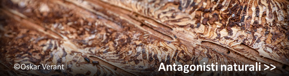 Antagonisti naturali del bostrico