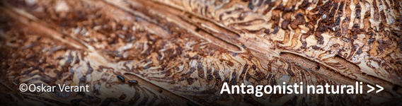 Antagonisti naturali del bostrico