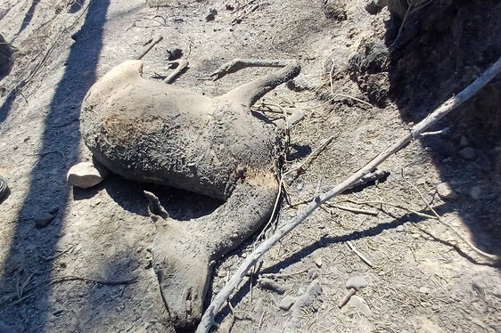 Prad am Stilfserjoch, 2025 (Foto: LFV/Landesfeuerwehrverband)