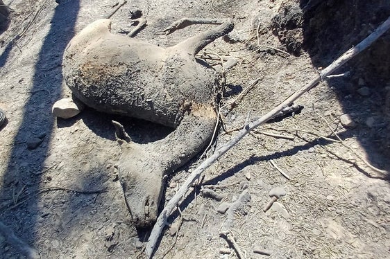 Prato allo Stelvio, 2025 (Foto: USP/Unione Provinciale dei Corpi dei Vigili del Fuoco Volontari)