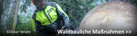 Waldbauliche Maßnahmen