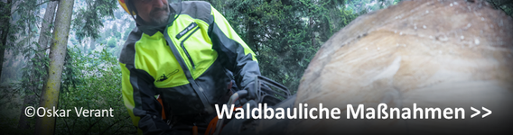 Waldbauliche Maßnahmen