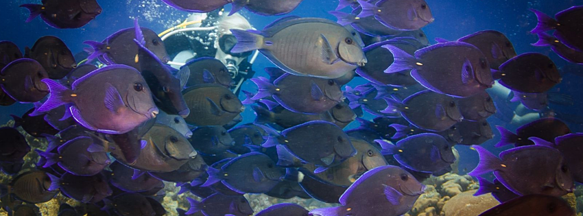 duiklocatie bonaire, bonaire, duiken