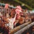 Chicken in a factory farm (Credit: Shutterstock)