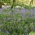 Bluebells carpeting an Oxfordshire wood (Credit: OU/Richard Lofthouse)