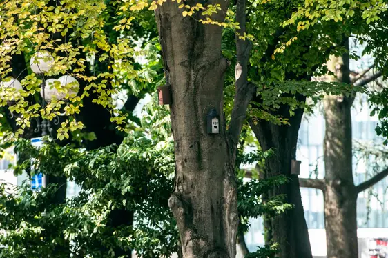 Nstalazion permanënta dl'autonomia