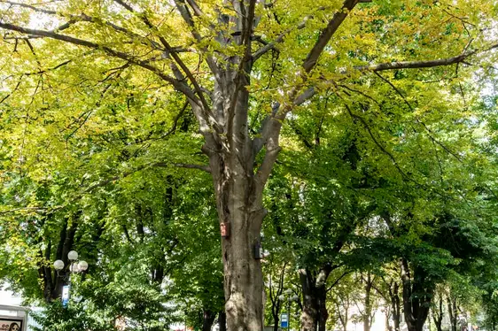 Nstalazion permanënta dl'autonomia