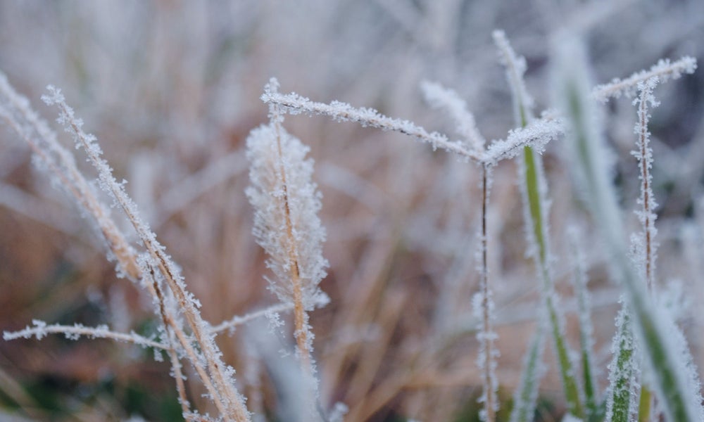 Vorst in de winter