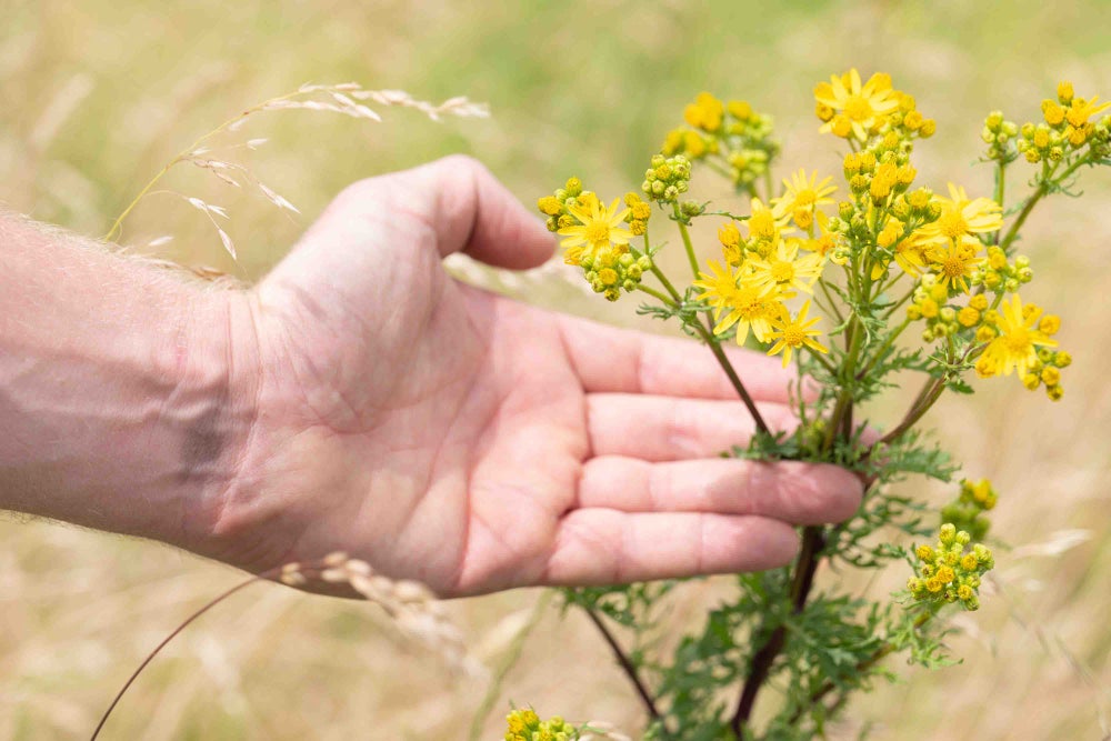 Hand toont bloem