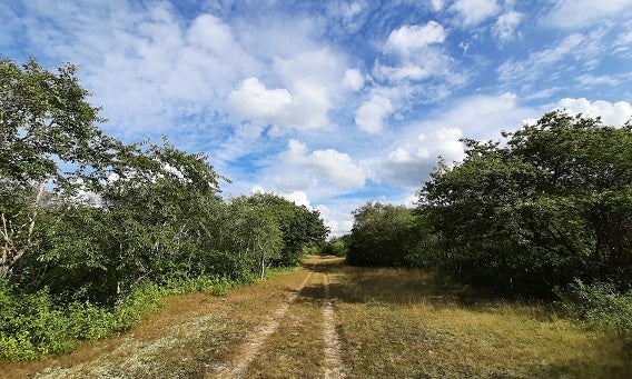 Aangroeiend duinlandschap in Oranjezon