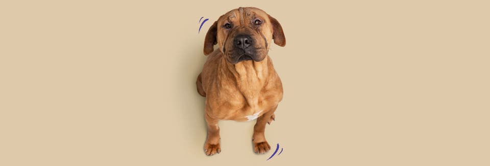 Hunger Downtime for Dogs