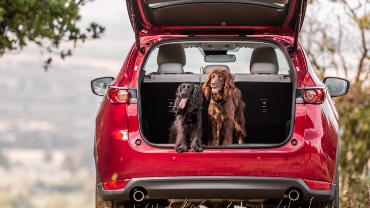 10 of the best used cars for dogs and dog owners