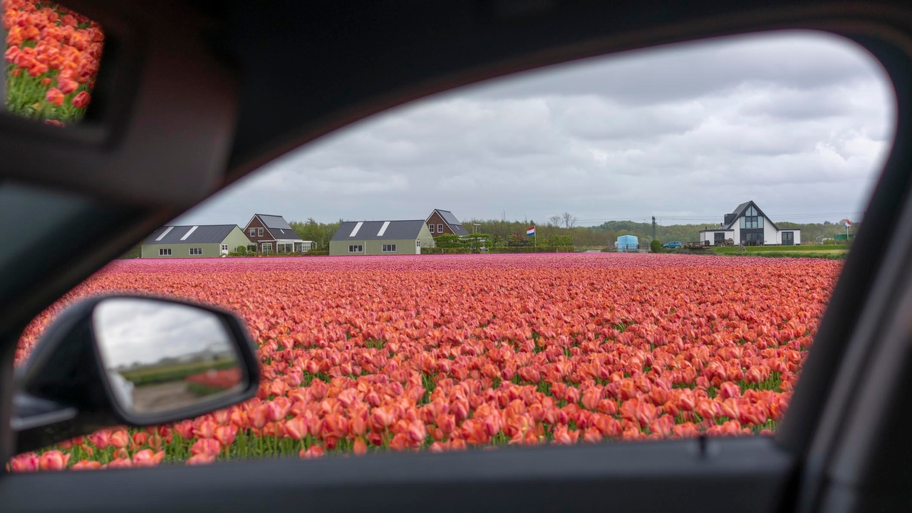 Field of tulips through a car window