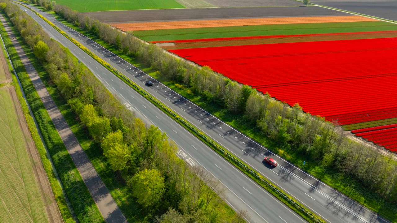 Aerial view of road next to tulip field