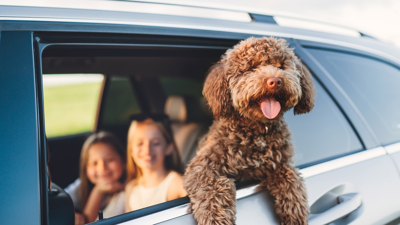 Dog and children in car