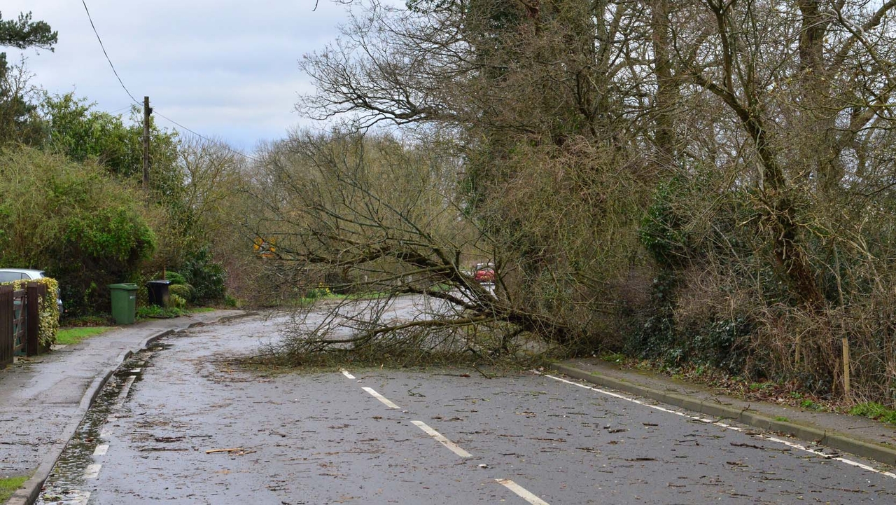 Fallen tree on road