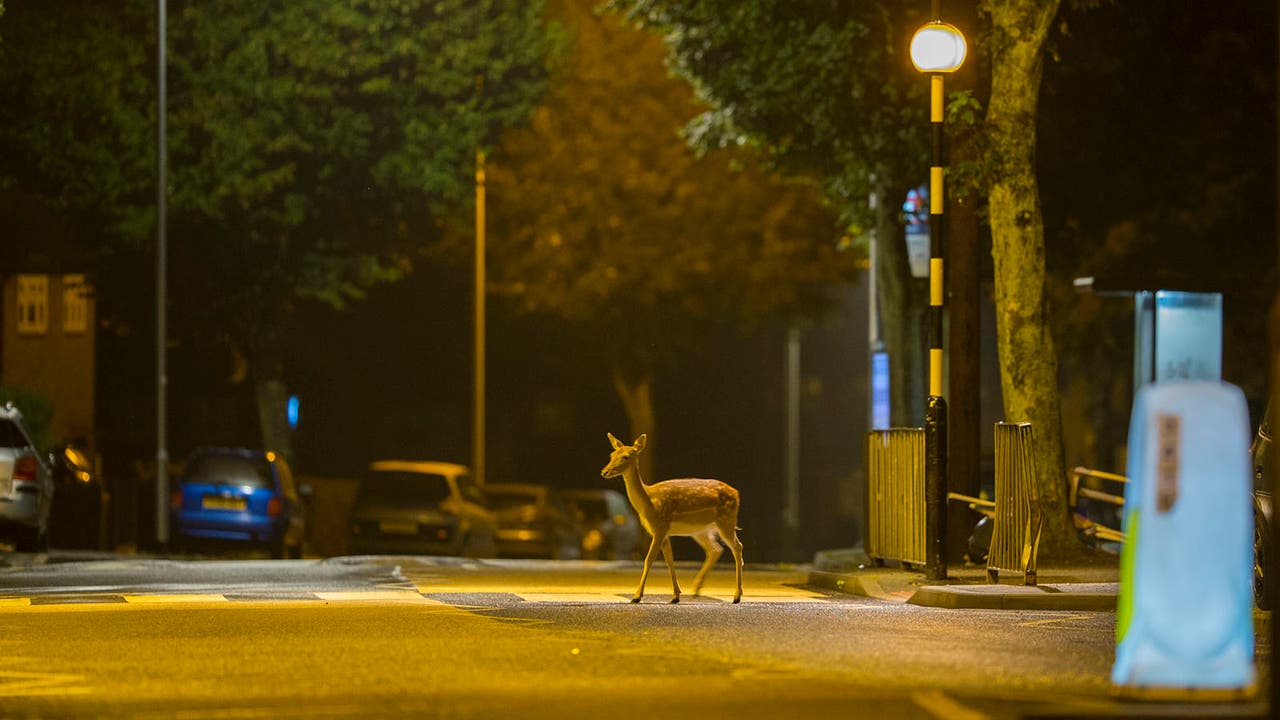 A deer crossing an urban road at night time using a zebra crossing