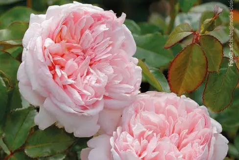 La rosa Sophia Magnago