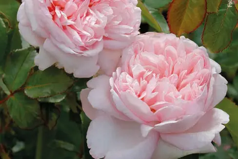 La rosa Sophia Magnago