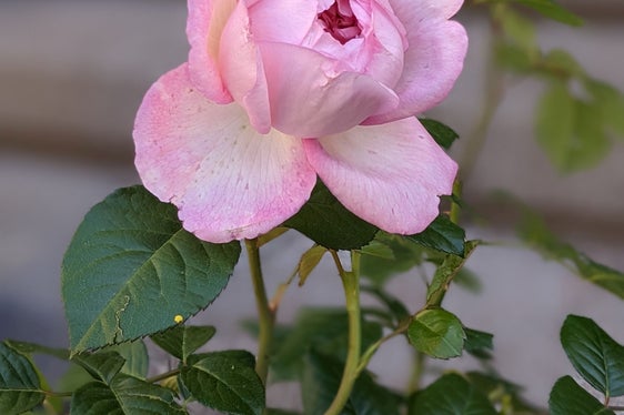 Die wunderschöne und duftende Sophia Magnago-Rose