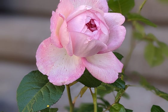 La bella e profumata rosa Sophia Magnago